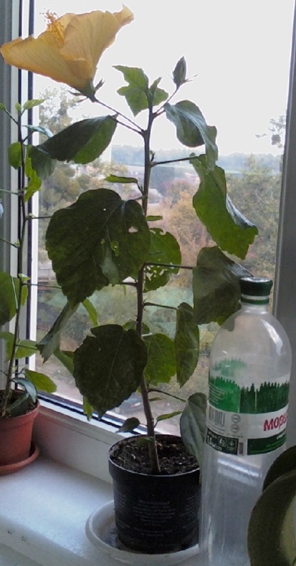 IMG1617-01.jpg