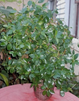 DSCN7330.JPG
