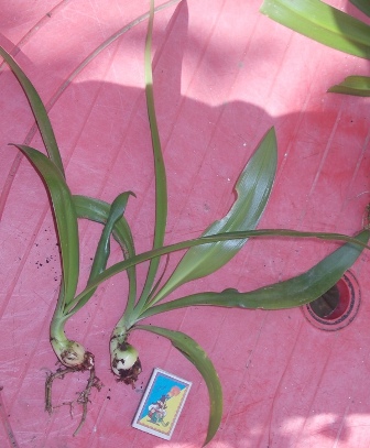 DSCN7403.JPG