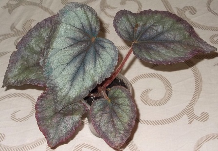 DSCN7253.JPG