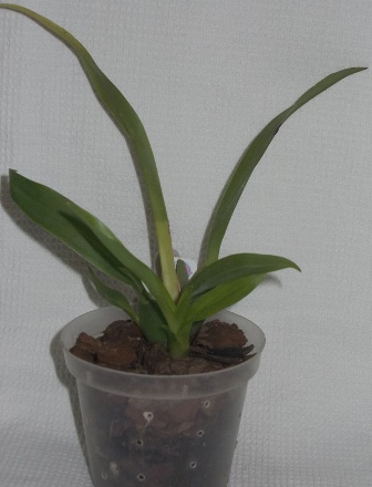 DSCN7306.JPG