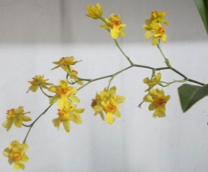 Onc.Twinkle ’Chian-Tzy Golden’ .jpg