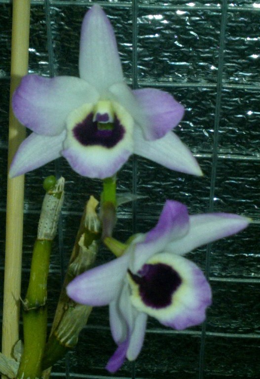 нобиле.jpg