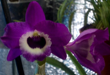 Копия Dendrobium Red Emperor 'Prince' .jpg