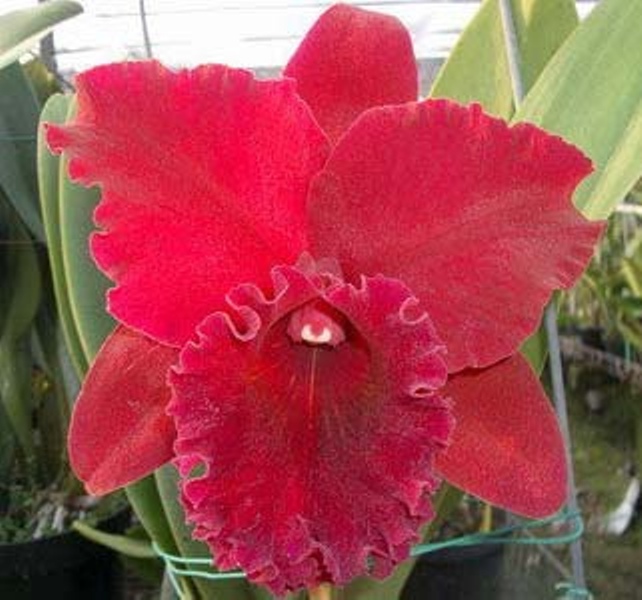 Pot. Shinfong Beauty.jpg