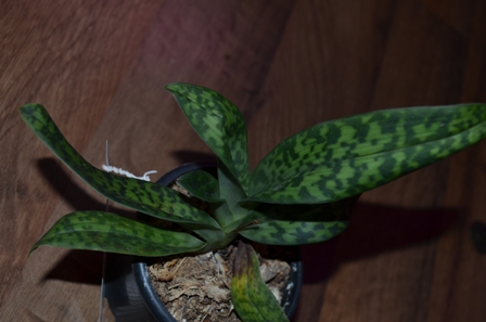 DSC_0661.jpg