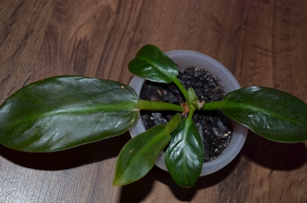 DSC_0659.jpg