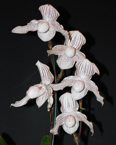 paphiopedilum-woluwense-niveum-x-rothschildianum-foto-4040.jpg