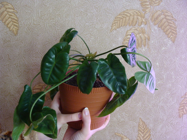 продажа 010.JPG