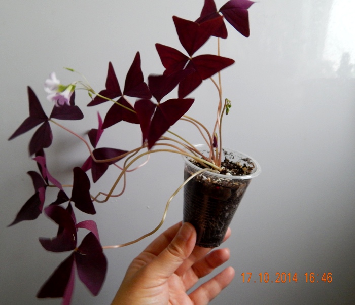 DSCN3074.JPG