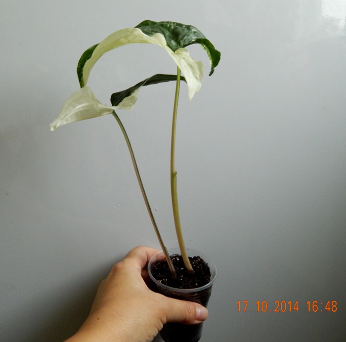 DSCN3077.JPG