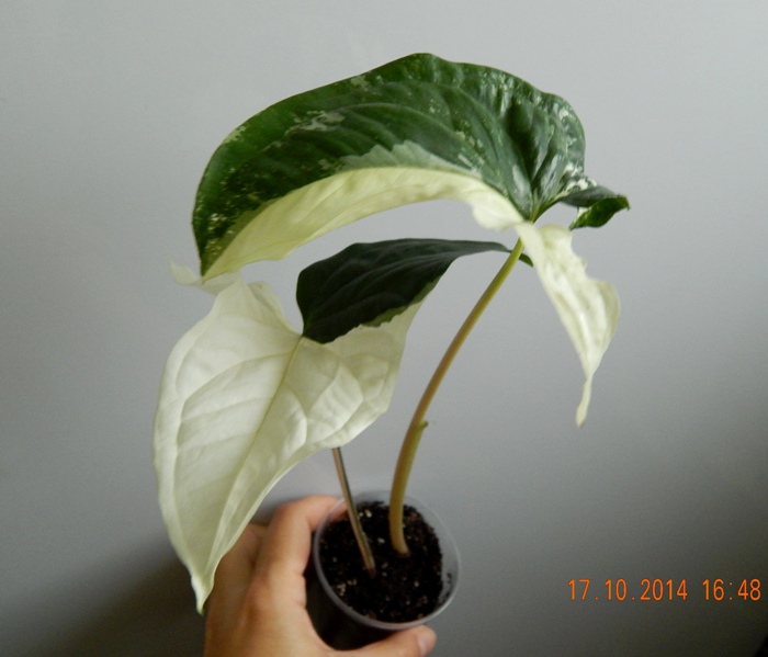 DSCN3076.JPG