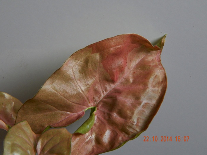 DSCN3110.JPG