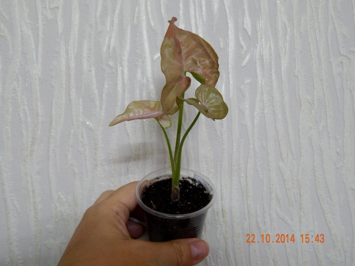 DSCN3113.JPG