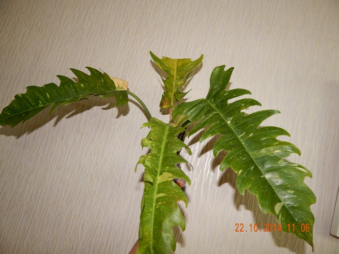 DSCN3103.JPG
