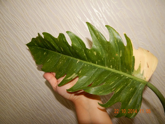 DSCN3101.JPG
