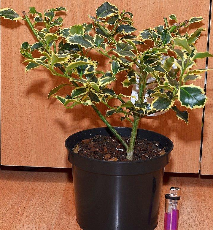 Илекс aquifolium Argentea Marginata.jpg