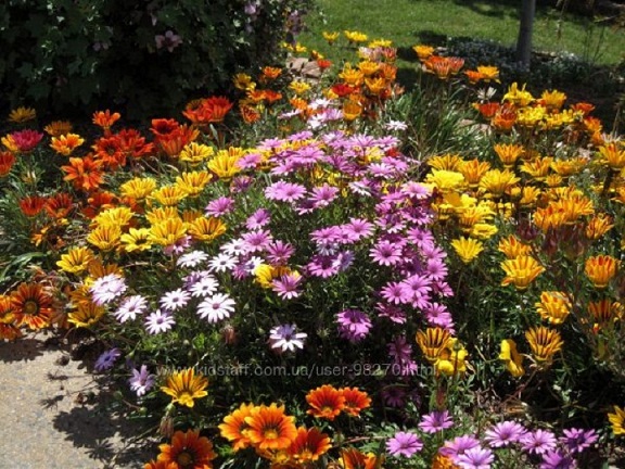 98270_20120105032354_600x600.jpg