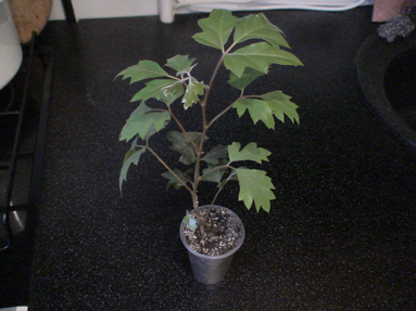 DSC01748а.jpg