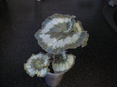 DSC01750а.jpg