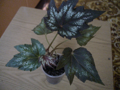 DSC01753а.jpg