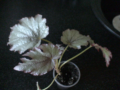 DSC01762а.jpg