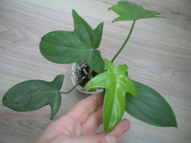 DSC01805а.jpg