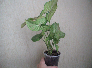 DSC01774а.jpg