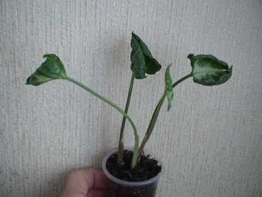 DSC01781а.jpg