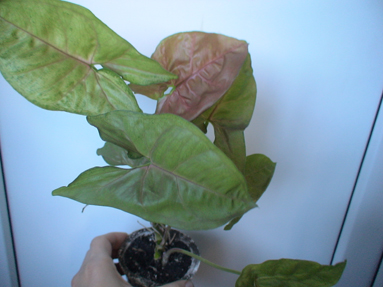 DSC01797а.jpg