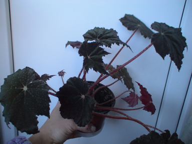 DSC01795а.jpg