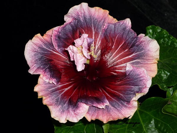 P1110451hhhh.jpg