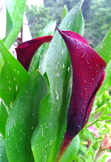 Zantedeschia Schwarzwalder.jpg