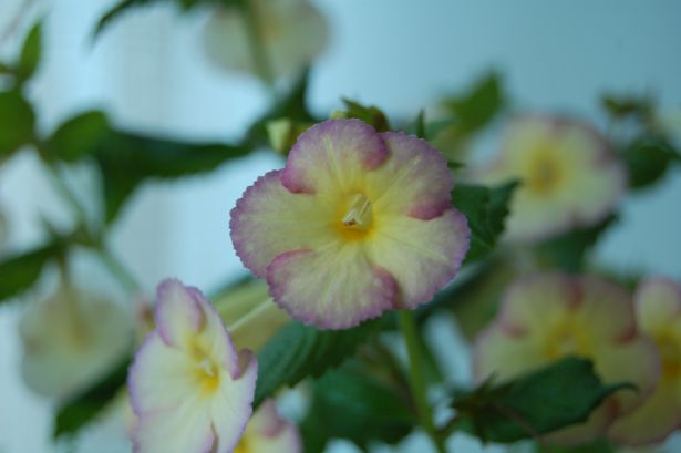 DSC_1275.JPG