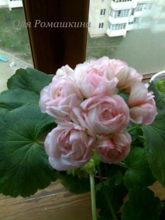 Копия 05112008120.jpg
