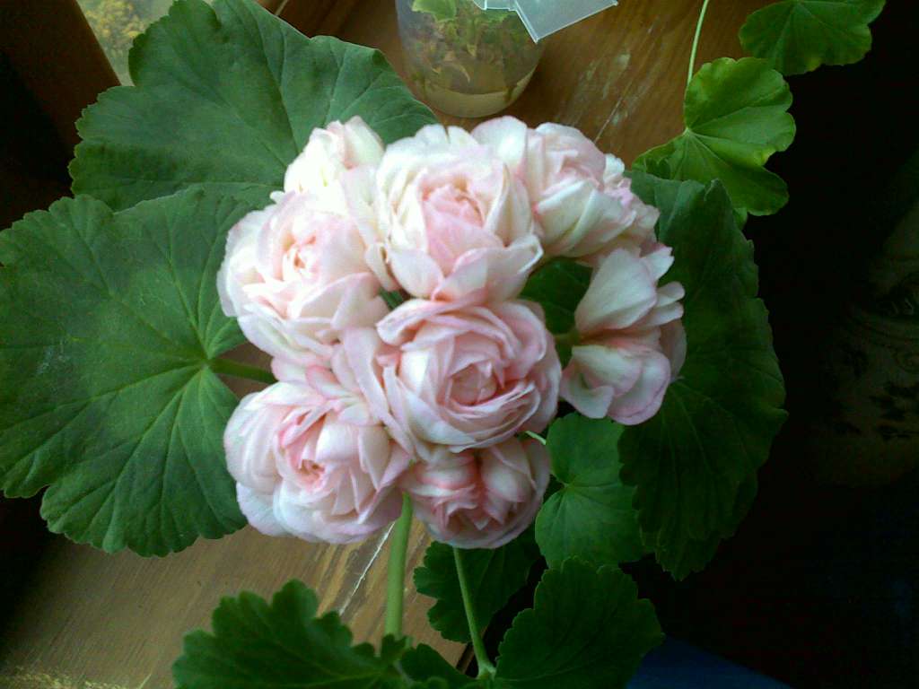 Копия 05112008117.jpg