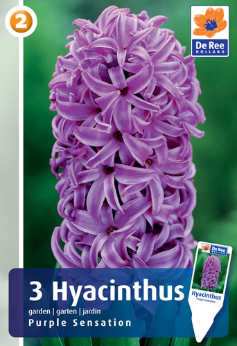 PURPLE-SENSATION.jpg