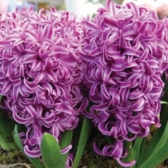 purple-sensation-1-500x500.jpg