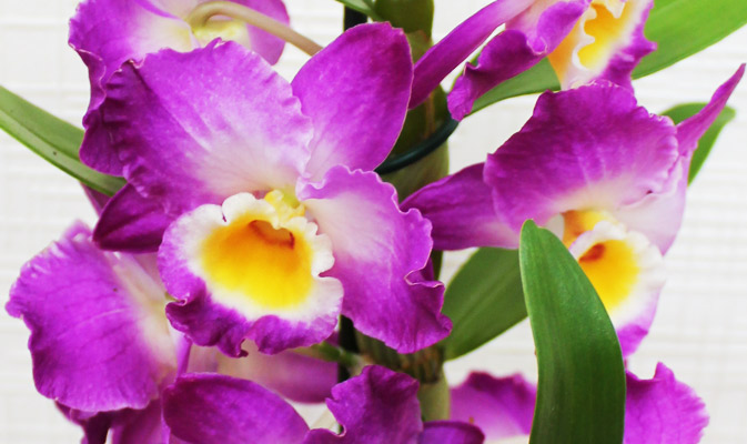 dendrobiums-fr2.jpg