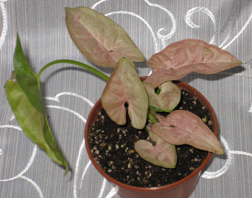 Pink Spot.jpg