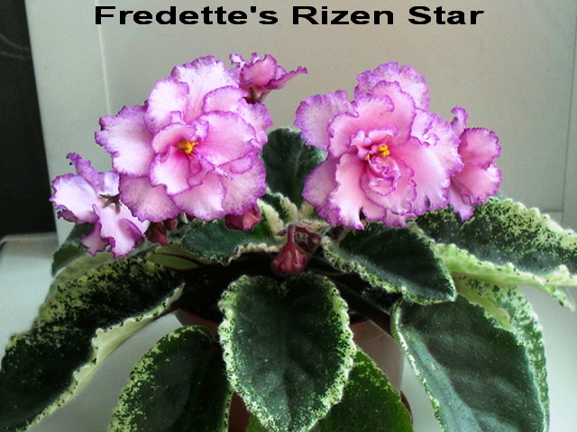 Fredette's Rizen Star.2jpg отр.jpg