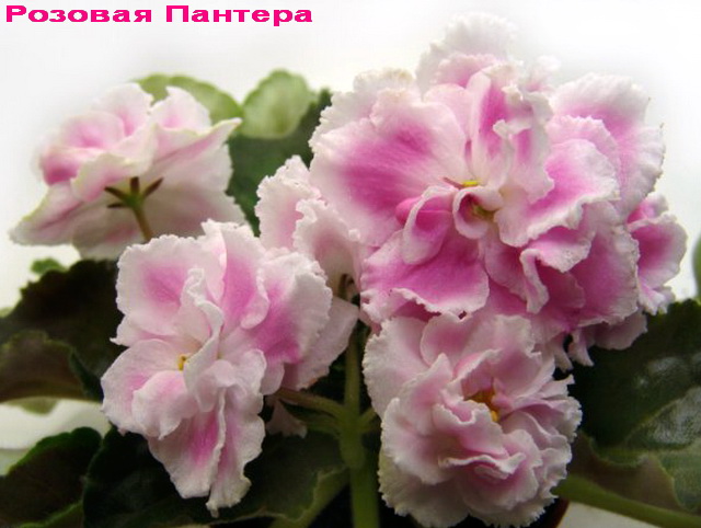 Розовая Пантера 1 отр.jpg