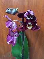 IMG_3760.JPG