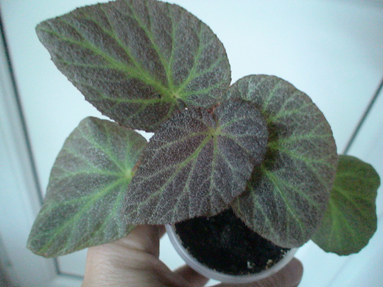 DSC01831а.jpg