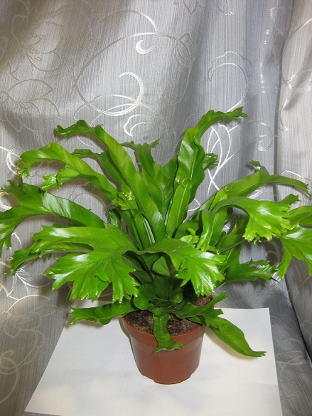 Асплениум scolopendrium Cristatum_.jpg
