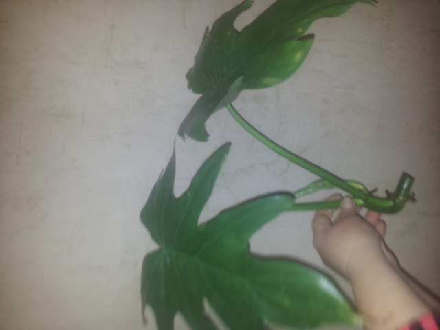20141110_092035.jpg