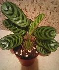 Photo0108.jpg