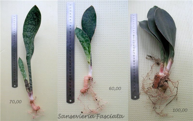 sansevieria fasciata.jpg