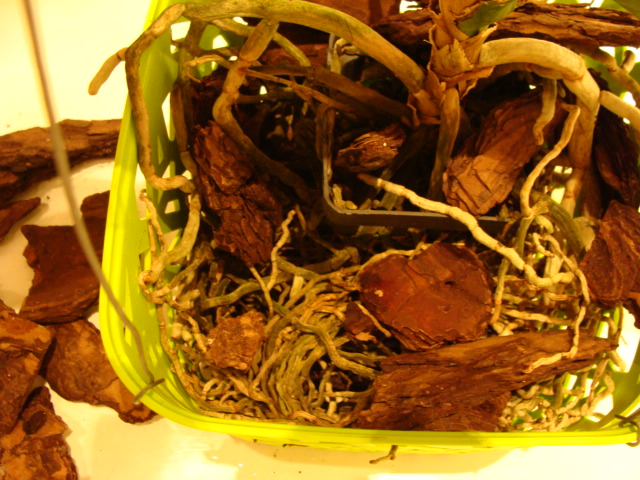 корни.JPG