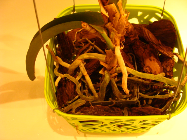 корни2.JPG